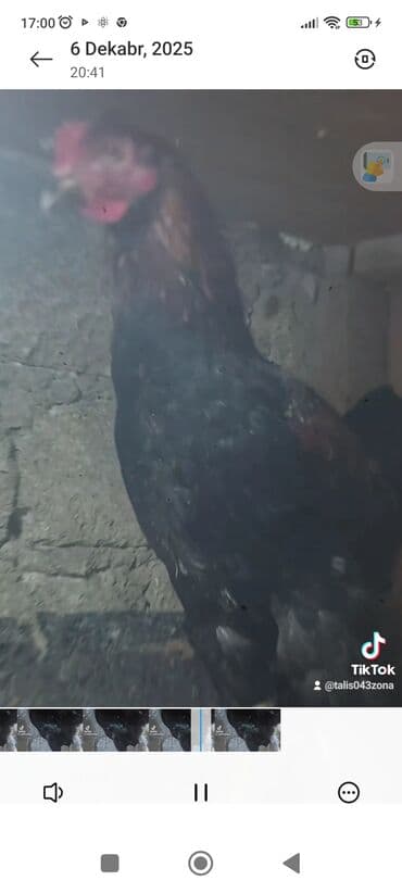 cucə satışı 2021: Xoruz, il: 1, Ünvandan götürmə — 1