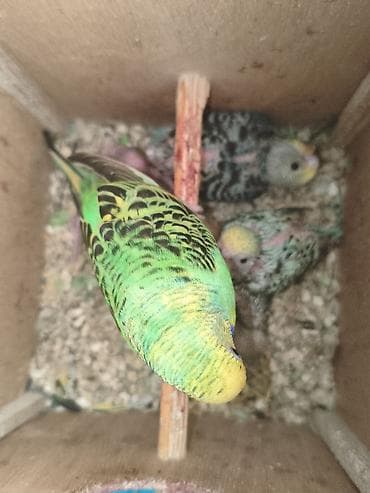 bulbul quşu: Dişi satılır 5 bala ilə, ən böyük balası 20 günlükdür, tam sağlam — 3