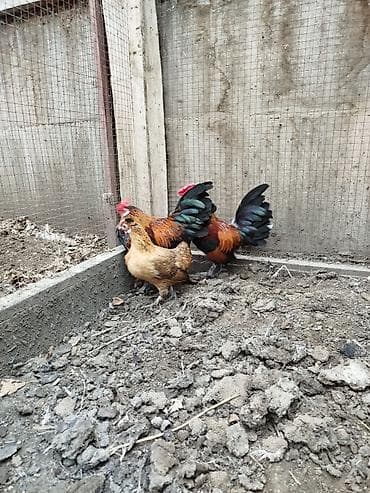 balonka it satilir: Toyuq, Damazlıq — 4