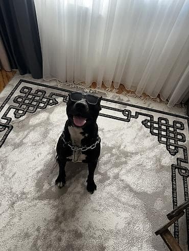 cütlə: Pitbul, 2 il, Erkək, Cütləşmə üçün, Ünvandan götürmə — 7