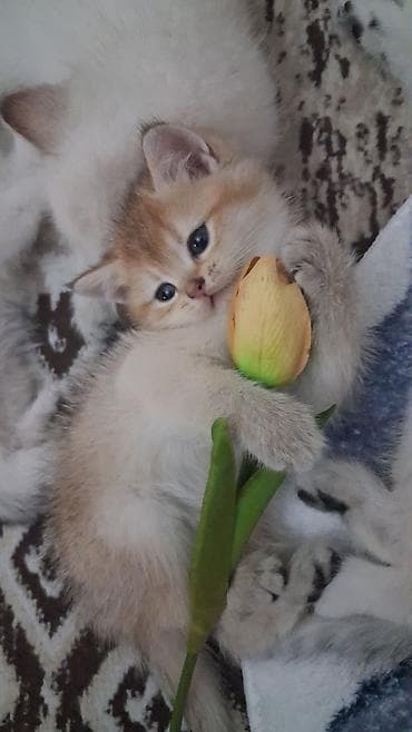Qızıl şinşilla, Erkək, Dişi, Yaxşı əllərə, Ödənişli çatdırılma, Ünvandan götürmə — 4