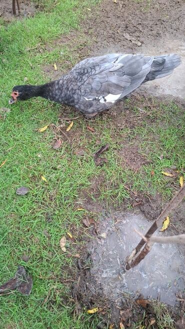 sort qazlar: Musk ördəkləri (hind ördəyi) satılır. Xüsusiyyətlər:her sort var lal — 4