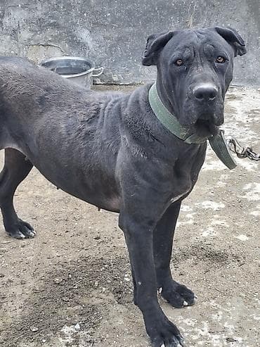 pekines satilir: Kane-Korso, 10 ay — 5