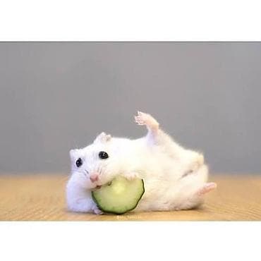 Məhsul: Cırtdan (dwarf) hamsterlər – çox mehriban, aktiv və sakit ev — 2