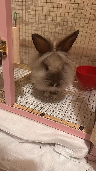 Gəmiricilər: Qefesle birlikde satiram. Evde cox olmuram deye tek qalir xais edirem — 3