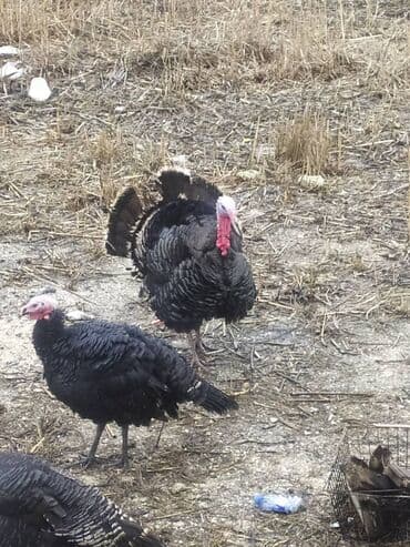 Qara hinduşka sürüsü - Növ: Hinduşka (qara rəngli, klassik yerli