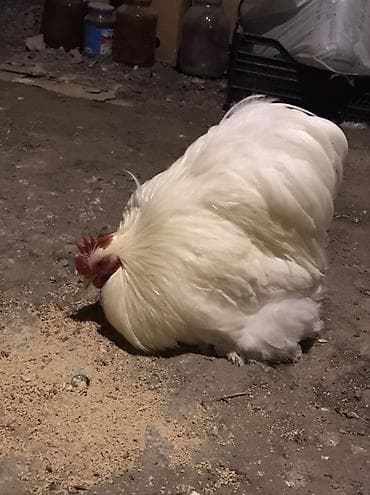 cins heyvanlar: Ağ rəngli dekorativ xoruz - Cins tipi: bantam/şəkilçi dekorativ xətt — 1