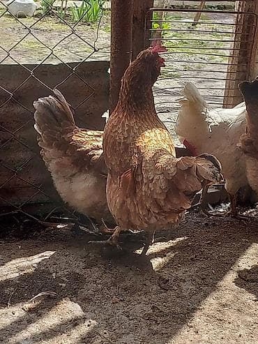 toyuq cüce: Toyuq, Yumurtalıq, Ünvandan götürmə, Ödənişli çatdırılma — 9