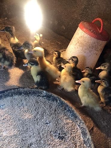 kangal balalari: 35-45 Günluk ördek balalari 35/5- 45/6 13-Gunluk Ördek balalari 3.70 — 10