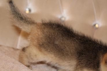 sfinks pişik: Qızıl şinşilla, Erkək, Dişi — 9