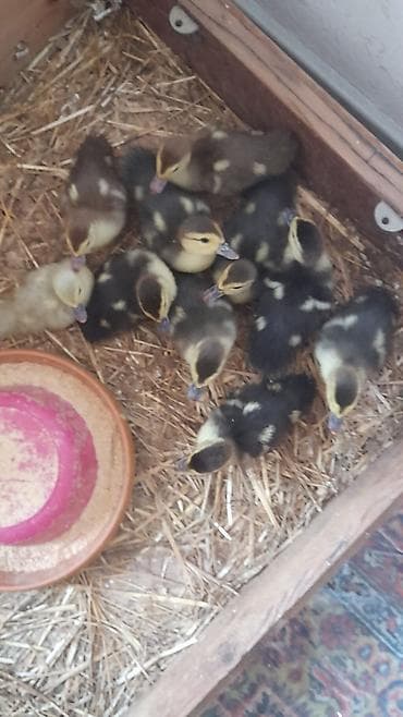 ordek balalari: 6 günlük 10 dene bala tam mayalanmış zümrüdü krasnadar lavanda 5 m — 4