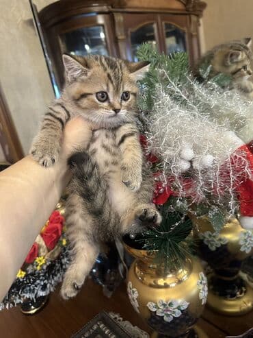 pisik ucun evler: Şotland — 6