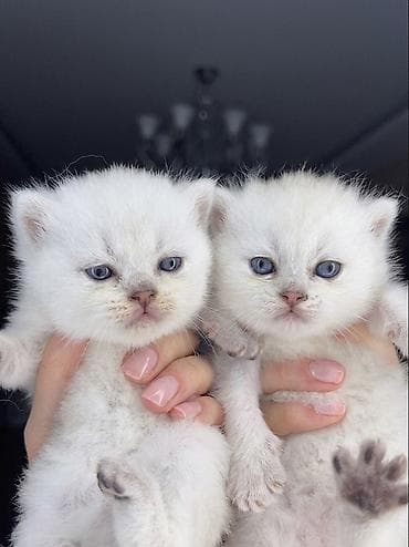 одежда для кошек: Baby face show class şinşila pişik balalar. Bu qiymətə saf qan — 2