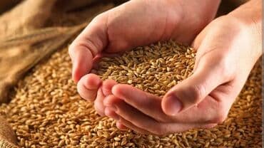 toxum qiymetleri: Arpa toxumu – yüksək məhsuldarlığa uyğun, çeşidlənmiş və təmizlənmiş — 1