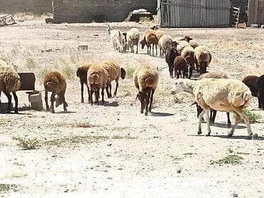 Козы, козлята: Məhsul: Qoyun və keçi sürüsü Təsvir: - Qarabaş, sarıbaş və qəhvəyi — 6