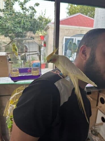 anqut quşu: Nimfa (cockatiel) papağanı - Növ: Nimfa (Nymphicus hollandicus) - — 4