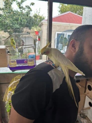 Növlü tutuquşu – ağ-sarı rəngli cockatiel (nimfa) Xüsusiyyətlər: -