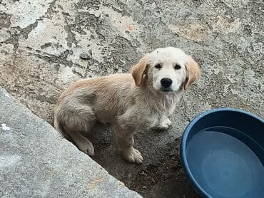 ретривер бишкек: Ретривер — 1