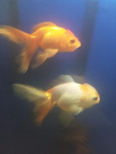 Salam hazir bala veren iri olculu,papaqli arandalar satilir. Olcusu 15