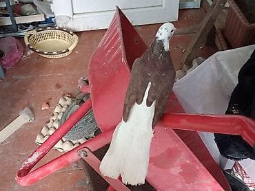 feniks quşu: Babayevisqi ağ baş ağ quruğ erkeydi 16_17 tük qiymət sondu ünvan — 4