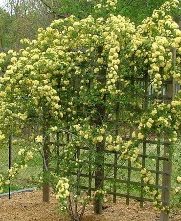 gul toxumlari: Həyət gülleri. 90növ çesid var! — 19