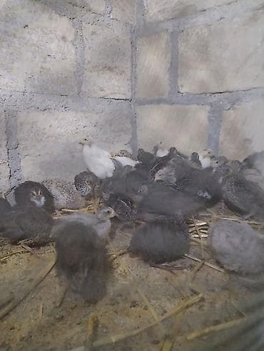 bildircin balalari: 1 ayliq texas bildirçin ləri satilir. 1 aya kimi yumurtaya düşəcəklər — 2