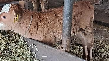 simental inekler satilir: Dişi, Simental, il: 3, 450 kq — 6