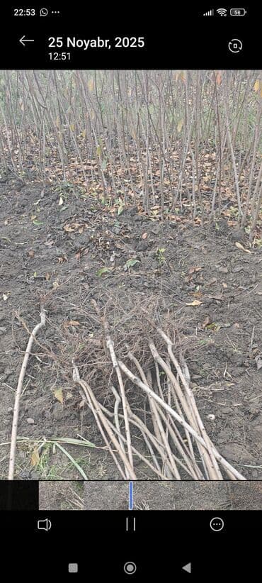 son zeng hediyyeleri: Şaftalı tingləri yerli növ .ariyən 5 cür fedayi növleri zolotoy ve — 4