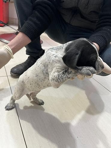 it qefesi: Peyvəndli — 6