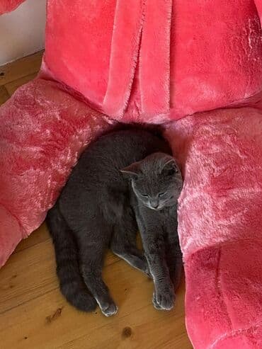 вислоухий кот цена: Boz rəngli, qısa tüklü, zərif və kompakt ev pişiyi. Yumşaq, sıx — 2