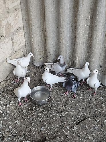 göyərçin satışı: 9 eded drakon hopdum 20 manatdan satilir real alanar buyursun saqlam — 1