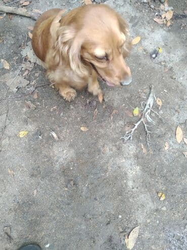 ingilis setter it cinsi: Koker spaniyel — 1