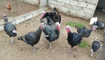 Erkək, Amerika, Ətlik, Ünvandan götürmə lalafo.az -da Erkək, Amerika, Ətlik, Ünvandan götürmə