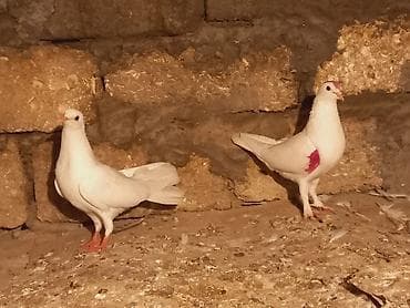 drakon goyərcin: Salam mayadi hundu ayagdi hal hazirda balasida var — 3