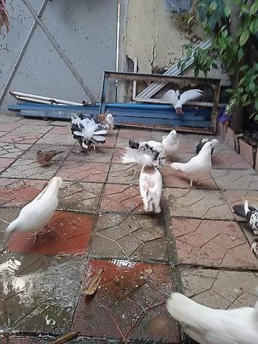 goyercinler satisi: Salam pavlin satılır üç ədədirucu birlikdə 50manat — 4