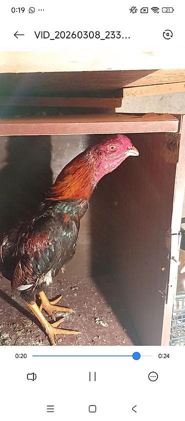 Xoruz, Heyratı, il: <1