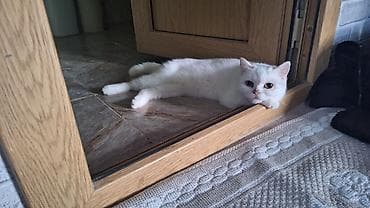 britain pişiyi: Türk anqora, Dişi, Yaxşı əllərə, Ünvandan götürmə — 3