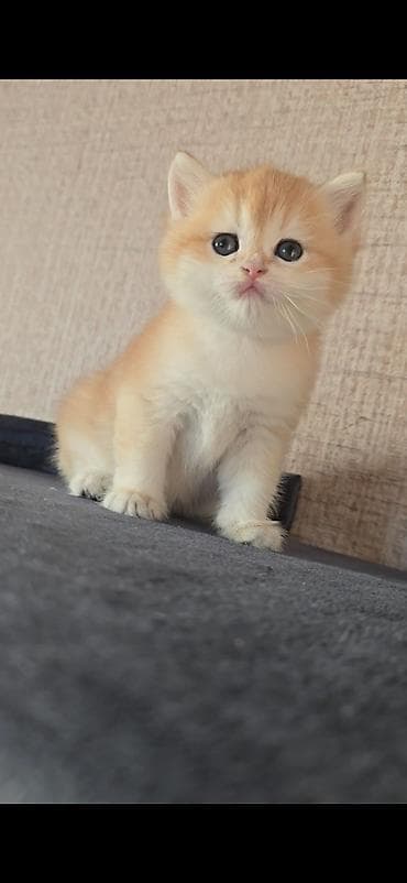 pisikler ucun: NY 12 ERKƏK real alıcı narahat etsin latok tərbiyəsi var korm yeyir — 2