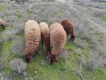 texas bildircin satisi: Dişi, Qala, il: 2, 80 kq, Damazlıq, Ünvandan götürmə — 3
