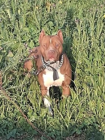 barter itle: Pitbul, 2 il, Erkek, Peyvəndli, Ünvandan götürmə — 3