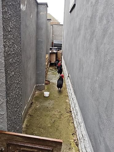 Цыплята: Satılır: Qara rəngli kənd toyuqları (xoruzlar) təmiz qandılar əsil — 3