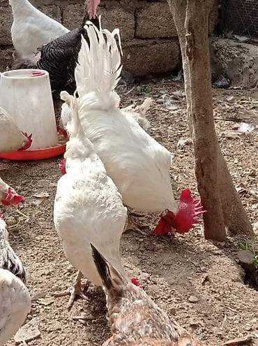 gence toyuqlar: Toyuq, Yumurtalıq — 1