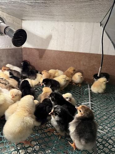 quş adları: 2 günüydülər 

Əldə az qalıb 1 əd 0.65 qəpiy

Ünvan binəqədi — 4