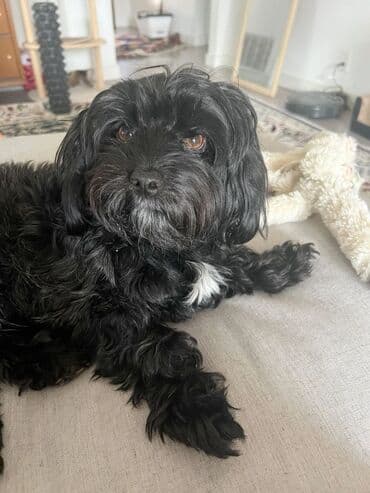 mini pudel: Pudel, 2 il, Dişi, Peyvəndli, Ünvandan götürmə — 5