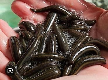 plastik su cənlərinin təmiri: Canlı tibbi zəli (Hirudo medicinalis) - Təyinatı: hirudoterapiya və — 1