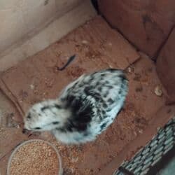 xacmaz heyvan bazari: Damazlıq, Pulsuz çatdırılma — 3