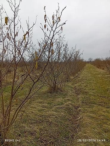 dibçək güllərinin satışı: 72sot fındıq bağı məhsul verən ağaclar yol su problemi yoxdur. kupçası — 3