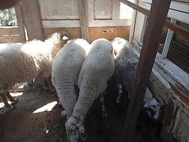 Damazlıq və ətlik 4 baş qoyun satılır. Ətraflı məlumat üçün zəng edə lalafo.az -da Damazlıq və ətlik 4 baş qoyun satılır. Ətraflı məlumat üçün zəng edə