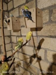 большая клетка для морской свинки: Dalmatin və müxtəlif rəng mutasiyalı dalğıç (büdcərigar) nimçələri - — 2