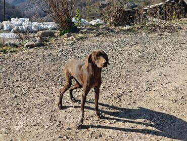 itlerin telimi: Ov iti – qəhvəyi rəng, orta ölçü - Tip: it (ovçuluq/seyfçi tipli) - — 1